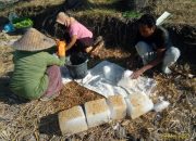 Petani Lombok Gunakan Es Batu untuk Mengairi Tanaman