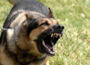 Anjing Liar Gigit Anak-anak di Desa Barabali