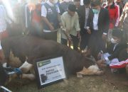Pemprov NTB Terjunkan 825 Pengawas Hewan Kurban Idul Adha 1442H