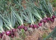 Johan Soroti Persoalan Distribusi Benih Bawang Putih Tidak Tepat Waktu di NTB, Desak Pemerintah Perbaiki Fungsi Saluran Distribusi