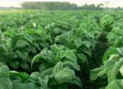 Industri Tembakau Minta Cukai Tak Naik 