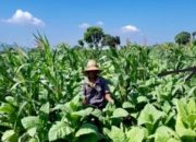 Petani Tembakau Unjuk Rasa Depan Istana