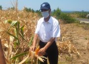Manfaat Irigasi Tetes, Lahan Non Produktif Berhasil Produksi Jagung 