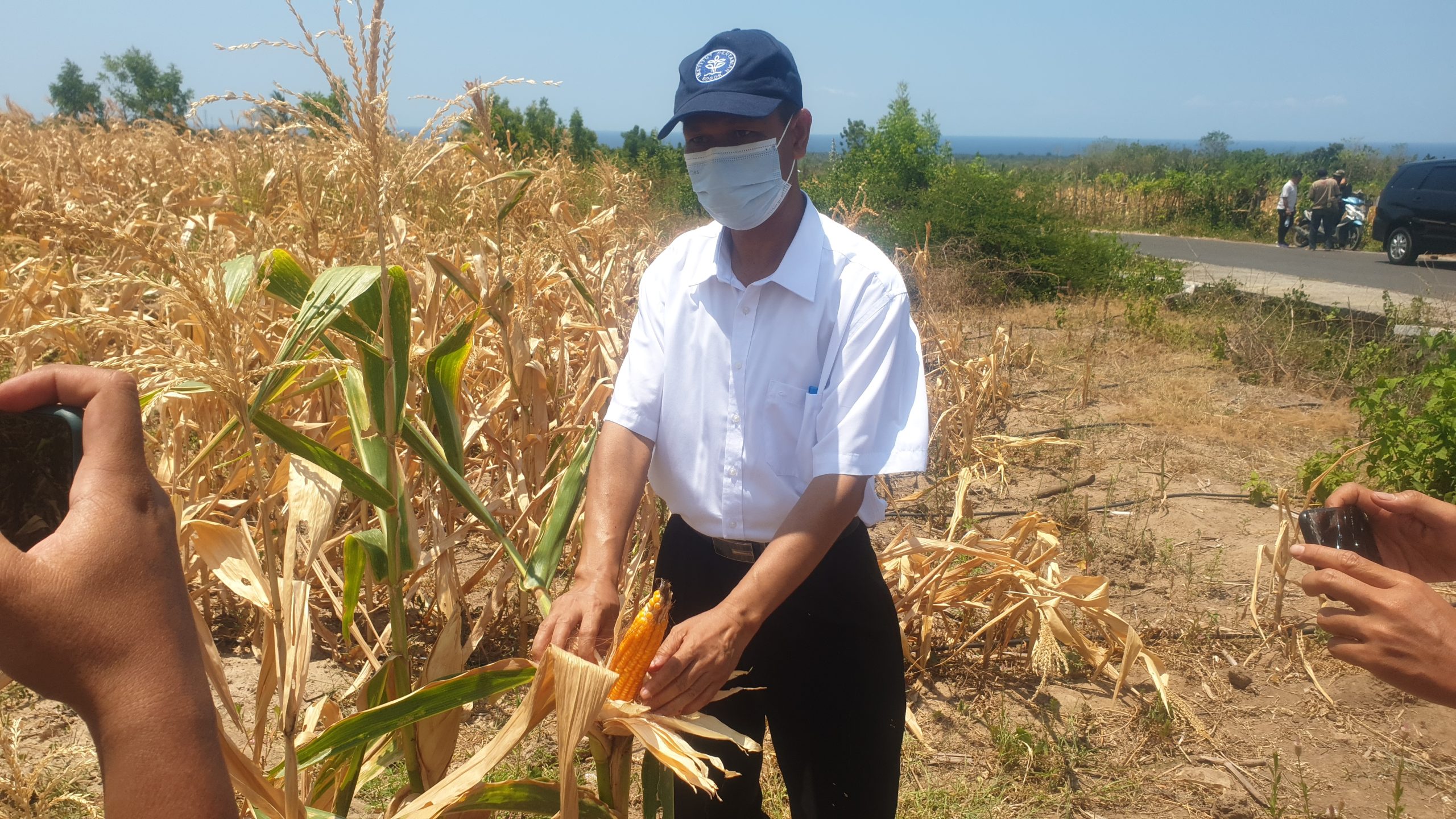Manfaat Irigasi Tetes, Lahan Non Produktif Berhasil Produksi Jagung 