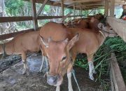 Hati-Hati Diduga Marak Penipuan Berkedok Bantuan Dana PEN di NTB