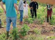 Mengutuk Keras Brutalitas Aparat Terhadap Petani Mentingal!