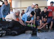 Polda NTB dan Polres Jajaran Sembelih Ratusan Hewan Kurban