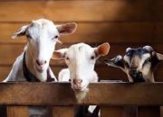 Persiapan Idul Adha: Niat dan Tata Cara Berkurban 2024/1445 H