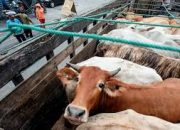 Dua Anggota Dewan Lombok Tengah Jadi Tersangka Korupsi KUR Sapi