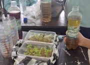SMAN 1 Pringgarata Kenalkan Teknologi Pertanian melalui Program P5