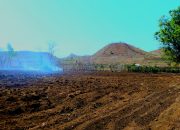 Musim Tembakau Usai, Petani Selatan Bersiap Tanam Jagung