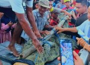 Sekelompok Nelayan Desa Ekas Berhasil Amankan Seekor Buaya di Keramba Udang