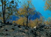 Gunung Rinjani Terbakar, Jalur Senaru Ditutup Sementara