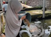 Mahasiswa UNRAM Gelar KKN di Desa Subagan, Karangasem: Fokus pada Pemanfaatan Limbah Ayam untuk Budidaya Lele