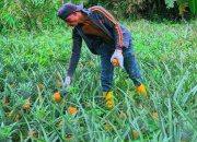 Akibat Musim Hujan dan Panen Raya, Harga Buah Nanas Anjlok