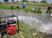 Sektor Pertanian Menjadi Ujung Tombak Masyarakat Lombok Tengah : Dinas Pertanian Mulai Membuka Mata