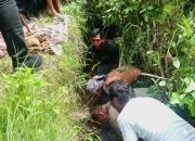 Penemuan Tengkorak dan Tulang Belulang, Gegerkan Warga Lotim