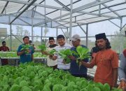 Inovasi Hidroponik di Desa Segala Anyar: Langkah Menuju Ketahanan Pangan Modern