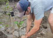 PT. Autore dan Sorce Indonesia Menanam 10 Ribu Bibit Mangrove di Bangko Bangko