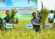 Pemda Lotim Gelar Panen Pembenihan Padi  Bentuk Persiapan Ketahanan Pangan