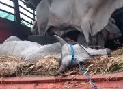 HIPMI NTB Minta Pemerintah Tambah Armada Pengangkut Sapi, Ribuan Ekor Tertahan dan Terancam Mati