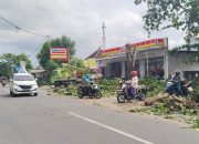 Cegah Bencana, Dinas Perkim Loteng Gencar Pangkas Ranting Pohon di 12 Kecamatan