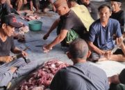Ketum DPD Jamu Taqwa NTB Berkurban 2 Sapi dan 3 Kambing Donasi dari Jama’ah 