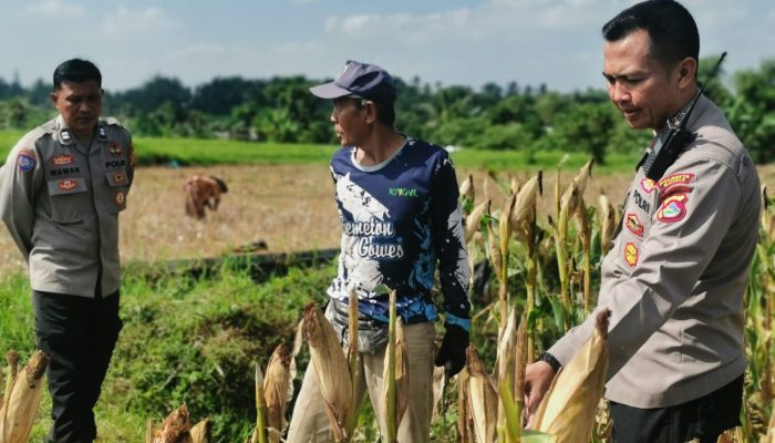 Kapolsek Lingsar Dukung Ketahanan Pangan Lewat Dialog Bersama Petani