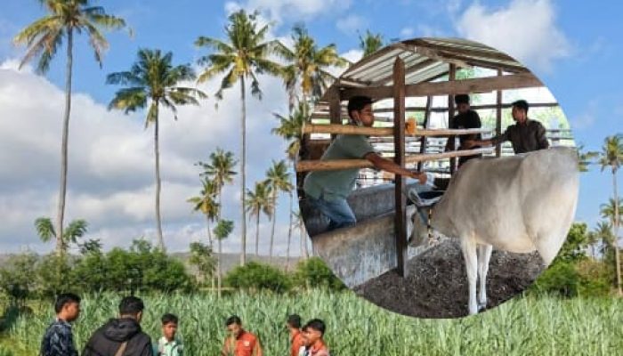 UPTD Peternakan Manggelewa Lakukan Monitoring Kesehatan Sapi dan Pengembangan Pakan di KTT Kilimani Bersinar