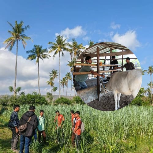 UPTD Peternakan Manggelewa Lakukan Monitoring Kesehatan Sapi dan Pengembangan Pakan di KTT Kilimani Bersinar
