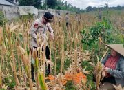 Polsek Lingsar All Rounder, dari Panen Jagung hingga Kawal BLTS