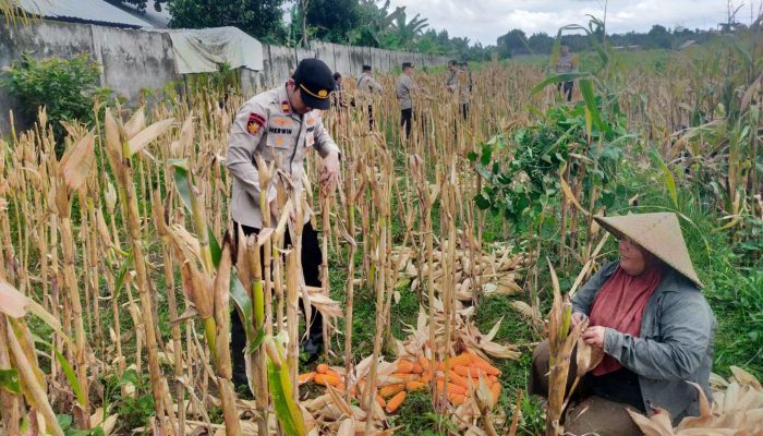 Polsek Lingsar All Rounder, dari Panen Jagung hingga Kawal BLTS