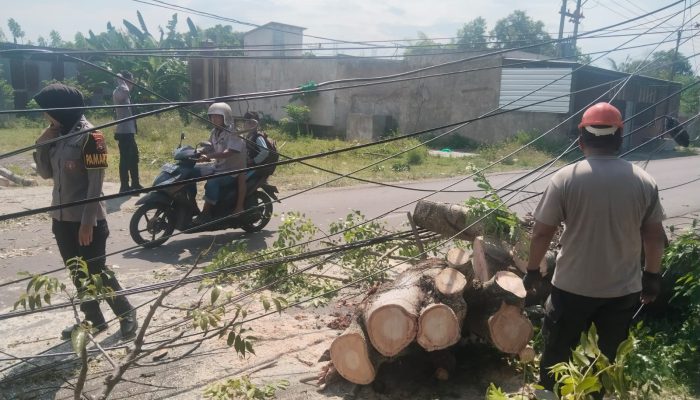 Akses Jalan Sempat Terganggu Pohon Tumbang, Polisi Cepat Bertindak