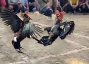 Pura Wantilan Disalahgunakan Jadi ‘Ring’ Sabung Ayam, Tokoh Hindu Geram