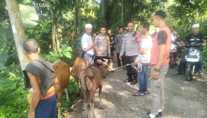 Warga Gunungsari Temukan Sapi di Kebun, Polisi Gercep Bertindak