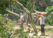 Angin Kencang Robohkan Pohon Kenari, Kapolsek Gunungsari Gerak Cepat Lakukan Penanganan