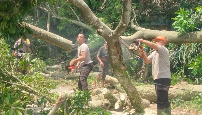 Angin Kencang Robohkan Pohon Kenari, Kapolsek Gunungsari Gerak Cepat Lakukan Penanganan