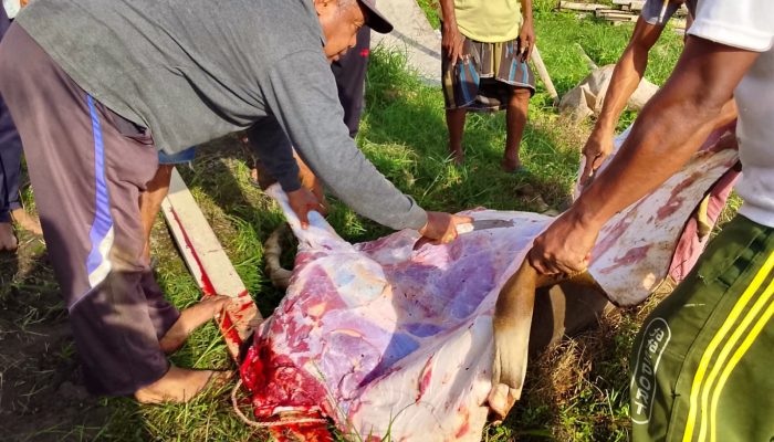 Demi Jaga Gizi Ribuan Anak-anak, Dapur Anggaraksa Sembelih Satu Ekor Sapi