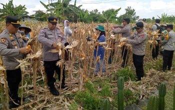 Panen Jagung Polisi dan Petani di Lingsar Tembus 8 Ton