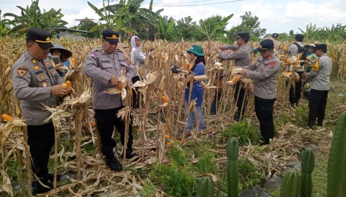 Panen Jagung Polisi dan Petani di Lingsar Tembus 8 Ton