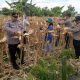 Panen Jagung Polisi dan Petani di Lingsar Tembus 8 Ton