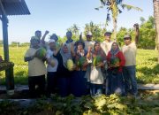 ‎Zefanya Kurniawan Ubah Lahan Panas Obel-Obel Jadi Ladang Emas, Panen Perdana Tembus 45 Ton Semangka