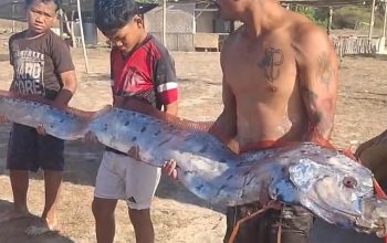 Heboh! Oarfish Diduga Muncul di Pantai Pink 3 Lombok Timur, Benarkah Pertanda Bencana?