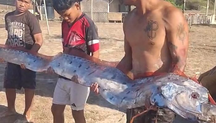 Heboh! Oarfish Diduga Muncul di Pantai Pink 3 Lombok Timur, Benarkah Pertanda Bencana?